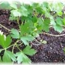 イタリアンパセリの乾燥保存 レシピ 作り方 By はなまる子 楽天レシピ イタリアンパセリの乾燥保存 レシピ 作り方 By はなまる子 楽天レシピ